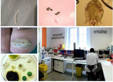 Parasitologie-mycologie 1 parasito