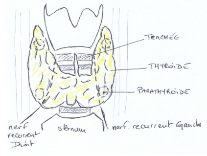 thyroide