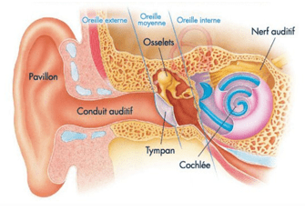 anatomie oreille