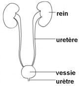 Role des reins