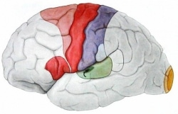 Neurologie 1 neuro5