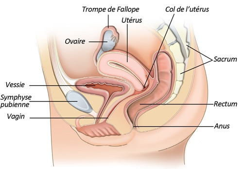 L Appareil Genital Feminin Paris Groupe Hospitalier Paris Saint