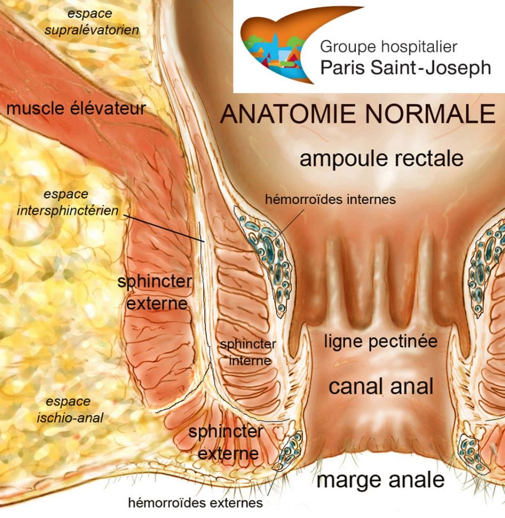 L’anatomie anale normale 1 anatomie normale
